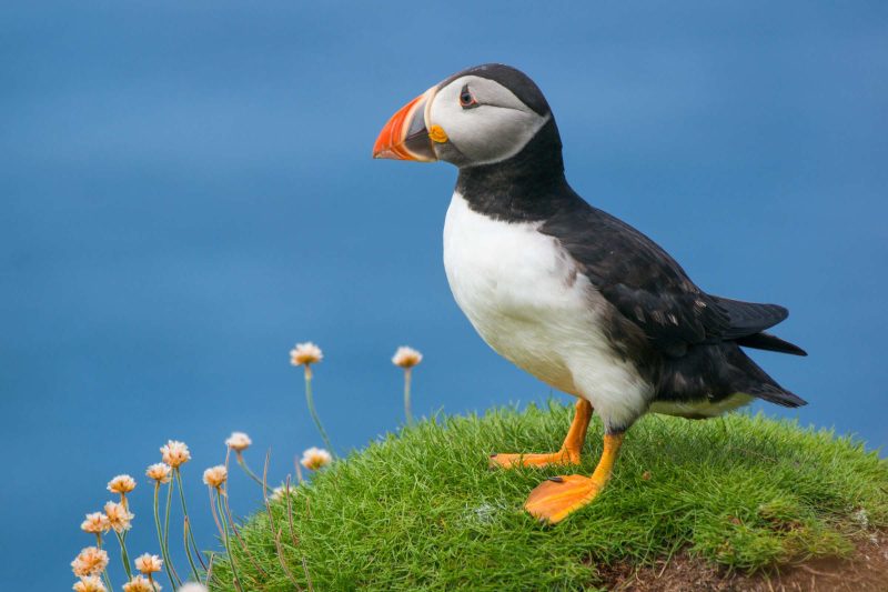 A puffin stands on a green cliff with a blue sky behind it